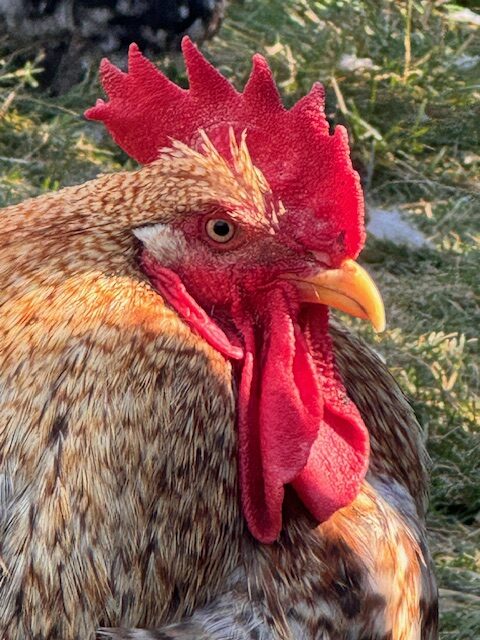 amiens-acres-poultry-13 amiens-acres-poultry-13