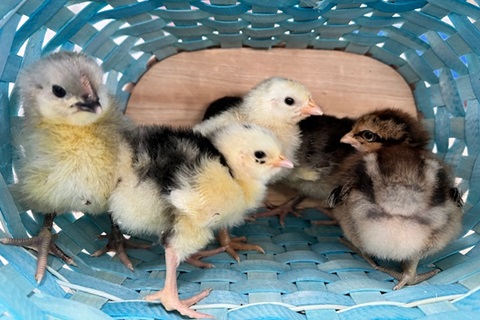 amiens-acres-poultry-4-h amiens-acres-poultry-4-h