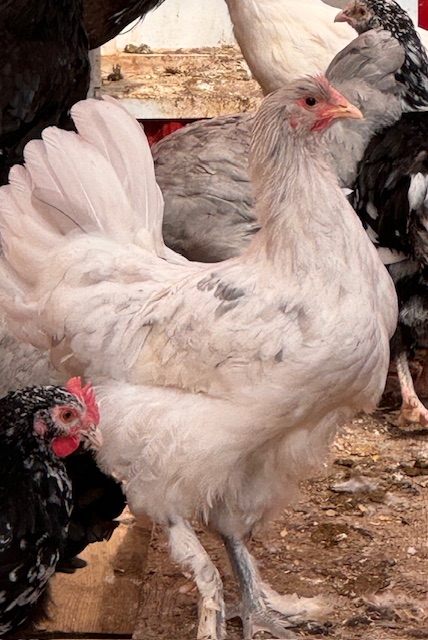 amiens-acres-poultry-6 amiens-acres-poultry-6