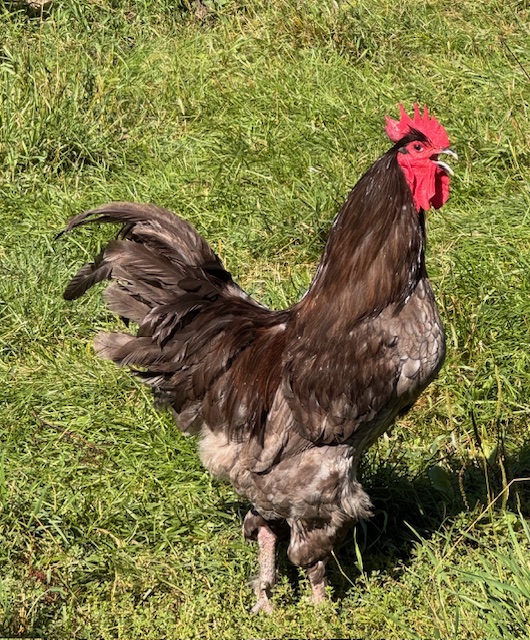 amiens-acres-poultry-7 amiens-acres-poultry-7