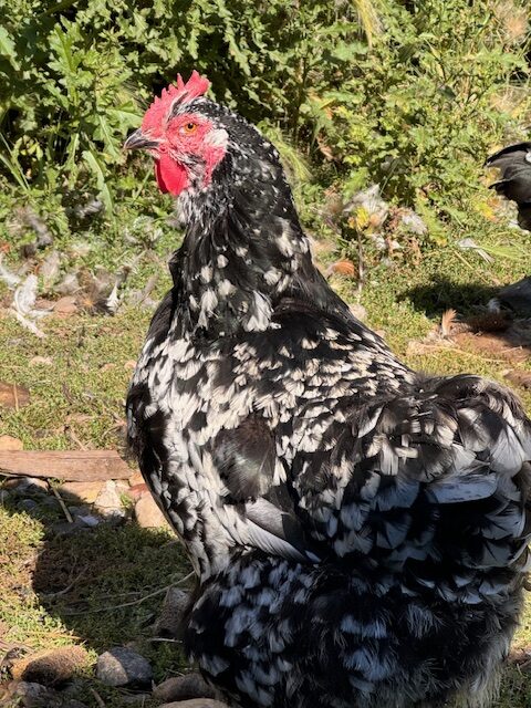 amiens-acres-poultry-8 amiens-acres-poultry-8