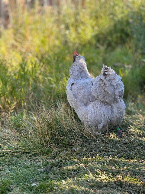 amiens-acres-poultry-9 amiens-acres-poultry-9